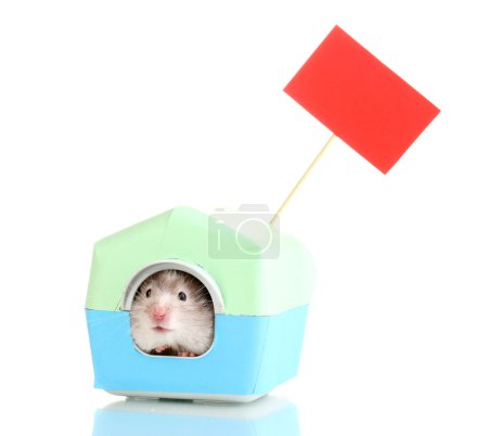 Cute hamster in house isolated white