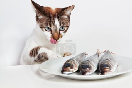 Cat licked over the fish. In the kitchen.