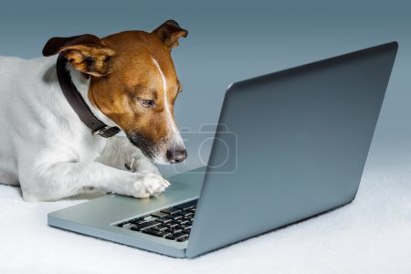 Dog with computer