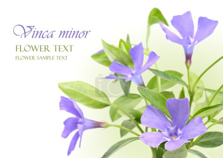 Vinca minor flowers design border