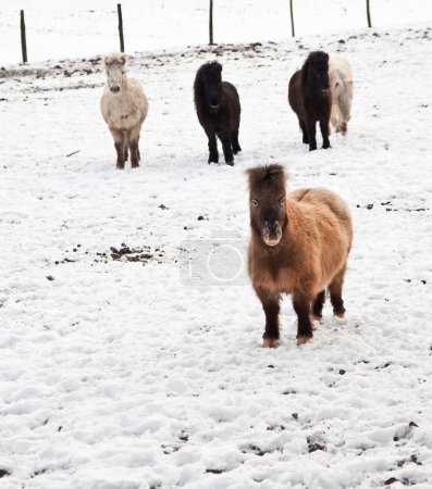 Shetland pony in snow covered Winter landscape