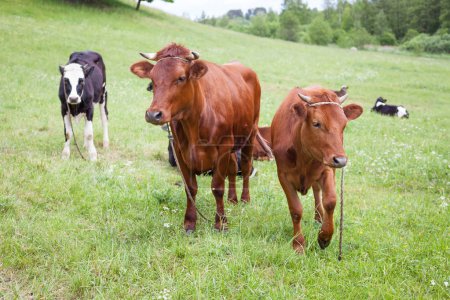 Herd of polish red cow on a green pasture