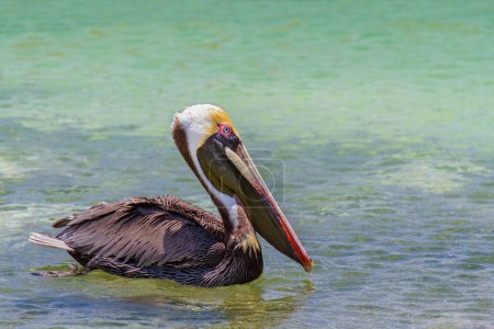 Close up brown pelican swims on sea water in Bonaire