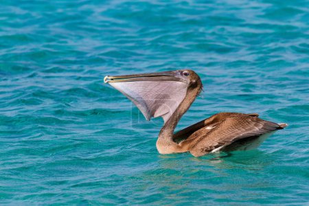Brown pelican on blue sea eating fresh fish