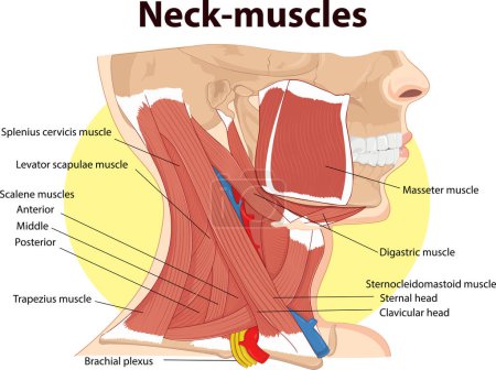 Vector illustration of Neck muscles anatomy