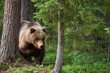Wild brown bear (Ursus arctos) in the forest