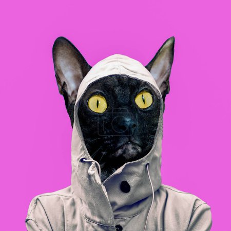 Contemporary art collage. Fun art. Stylish cat in a hood. Rain s