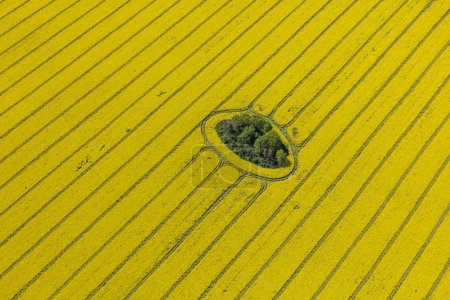 harvest fields in Poland