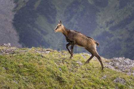 Young mountain chamois in the wild. Tatry. Poland.