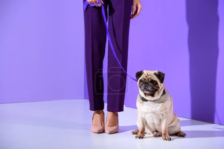 low section view of girl posing with pug dog, ultra violet trend 