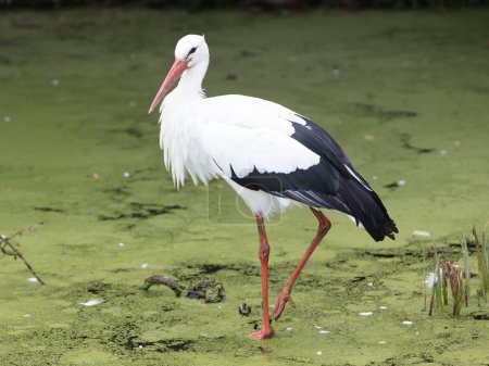 Stork walking in a pond filled with duckweed