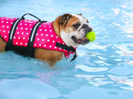 bulldog in a life vest with a tennis ball 