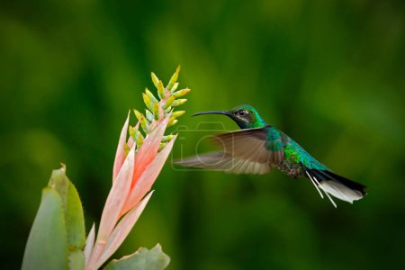 hummingbird feeding nectar from flower