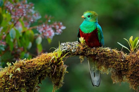 Resplendent Quetzal on mossy branch