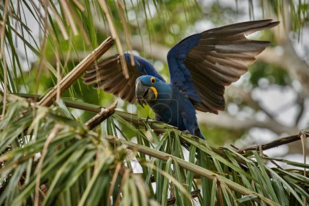close up of hyacinth macaw bird on green palm tree in nature habitat