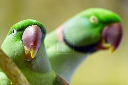Couple of green lovebirds
