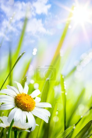 Natural summer background with daisies flowers in grass
