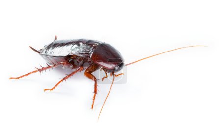 Art Cockroach bug isolated on white background