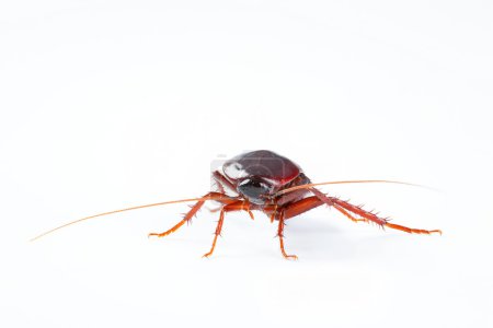 Cockroach bug isolated on white background