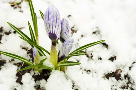 Spring flowers, white-dark blue crocuses against snow