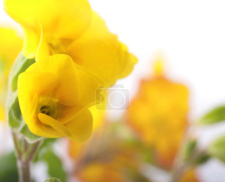 Yellow flowers on a white background, a spring primrose