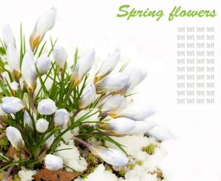 Spring flowers, snowdrops on a white background