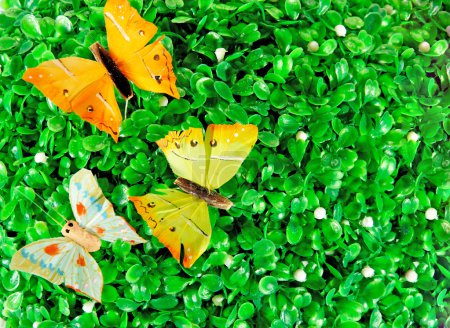 Butterflies on green leaves