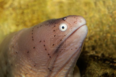 Geometric moray eel