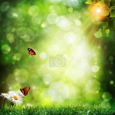 Abstract summer backgrounds with daisy flowers and butterfly