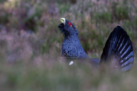 Capercaillie Tetrao urogallus adult male displaying in Scotland