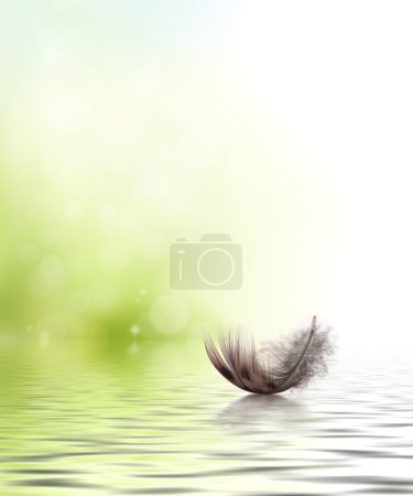 Feather drifting on water