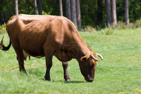 Cow on green field