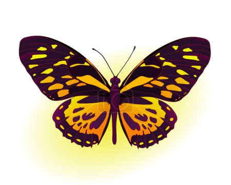black and yellow butterfly