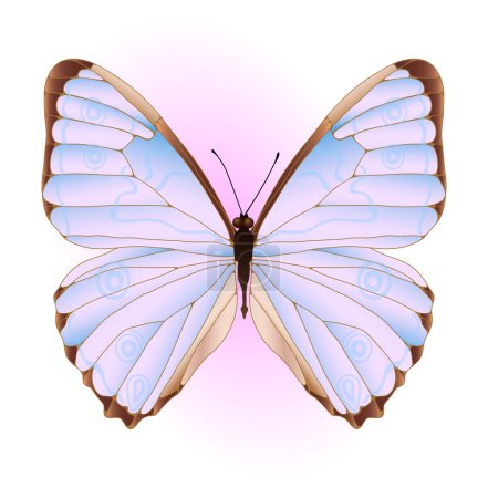 pink and blue butterfly