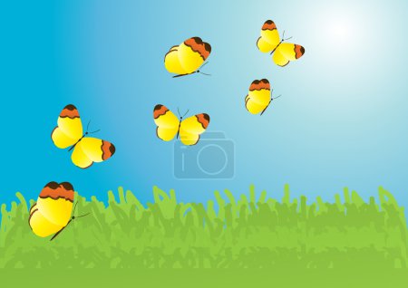 Several yellow butterflies