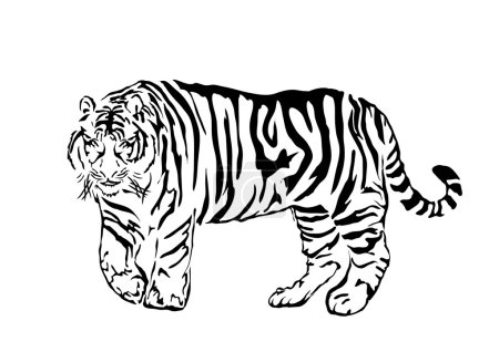 Black bengal tiger
