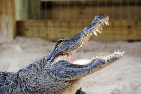 Alligator closeup on sand
