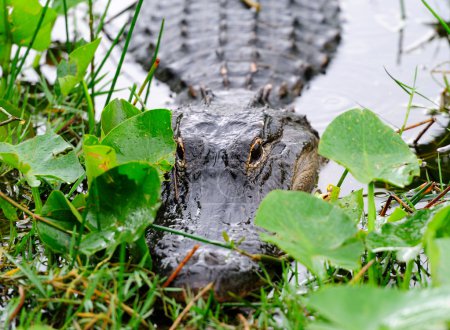 Alligator closeup in wild