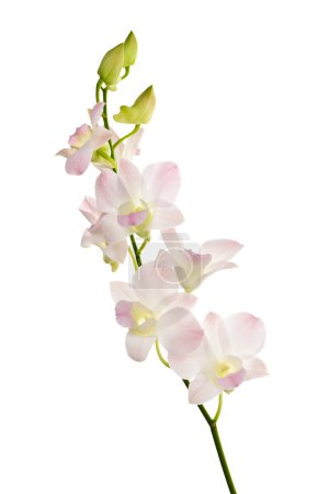 Orchid flowers branch