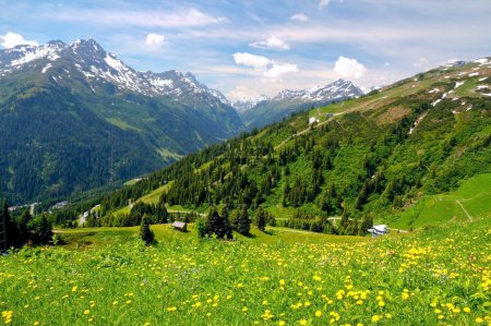 Alpine mountains and flowers in Austria