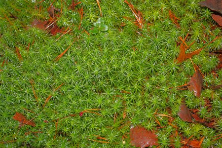 Stiff clubmoss covering forest floor