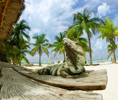 Iguana on The Caribbean Beach. Mexico