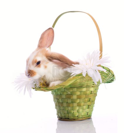 Little rabbit in green basket