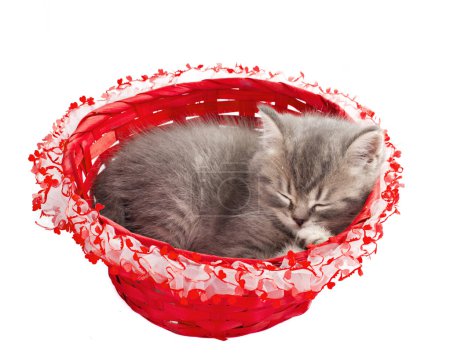 Little kitten sleep in the basket