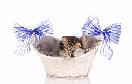 Three little kittens sleep in basket