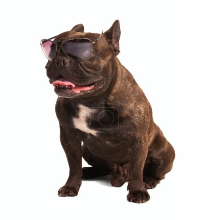 Brown french bulldog in sunglasses