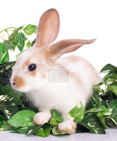 Cute little bunny in green leafs