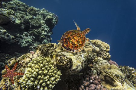 Green sea Turtle Chelonia