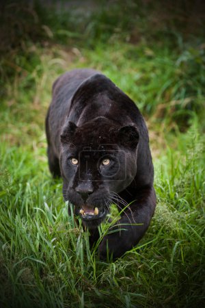 Black jaguar Panthera Onca prowling thorugh long grass